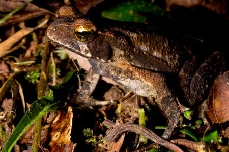 Cane toad, bull toad or cane toad, is a toad native to Central and South America. It belongs to the genus Rhinella, which includes hundreds of different frog species, mainly distributed throughout Brazil.の写真素材