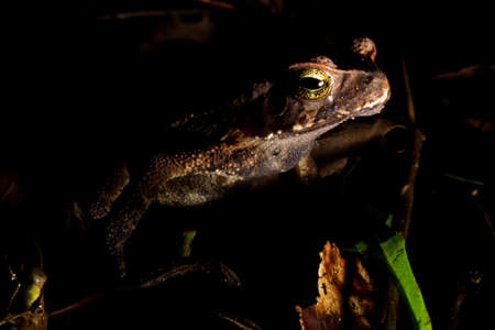 Cane toad, bull toad or cane toad, is a toad native to Central and South America. It belongs to the genus Rhinella, which includes hundreds of different frog species, mainly distributed throughout Brazil.の写真素材