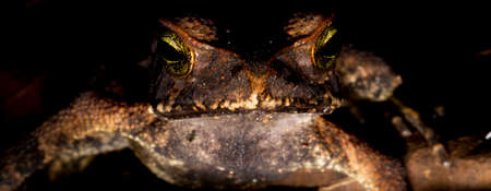 Cane toad, bull toad or cane toad, is a toad native to Central and South America. It belongs to the genus Rhinella, which includes hundreds of different frog species, mainly distributed throughout Brazil.の写真素材