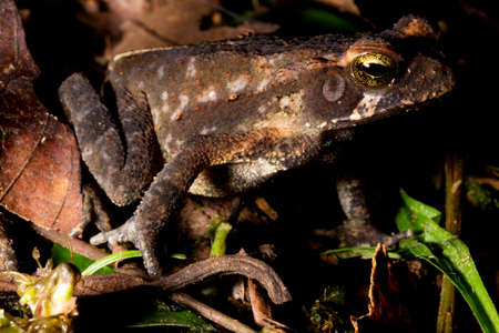 Cane toad, bull toad or cane toad, is a toad native to Central and South America. It belongs to the genus Rhinella, which includes hundreds of different frog species, mainly distributed throughout Brazil.の写真素材