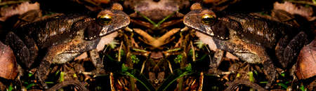 Cane toad, bull toad or cane toad, is a toad native to Central and South America. It belongs to the genus Rhinella, which includes hundreds of different frog species, mainly distributed throughout Brazil.の写真素材