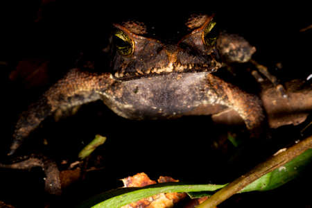 Cane toad, bull toad or cane toad, is a toad native to Central and South America. It belongs to the genus Rhinella, which includes hundreds of different frog species, mainly distributed throughout Brazil.の写真素材