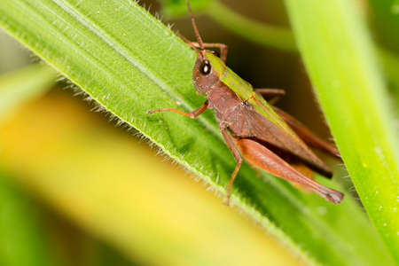Locusts are arthropods well known for the damage they do to crops. These animals are characterized by having the body divided into head, thorax and abdomen.の写真素材