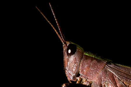 Locusts are arthropods well known for the damage they do to crops. These animals are characterized by having the body divided into head, thorax and abdomen.の写真素材