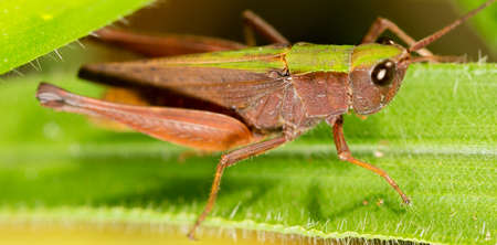 Locusts are arthropods well known for the damage they do to crops. These animals are characterized by having the body divided into head, thorax and abdomen.の写真素材