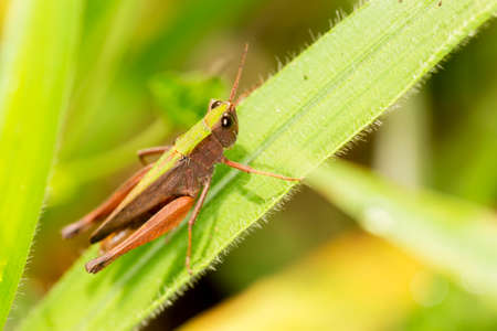 Locusts are arthropods well known for the damage they do to crops. These animals are characterized by having the body divided into head, thorax and abdomen and having three pairs of legs and a pair of antennae.の写真素材