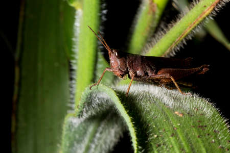 Locusts are arthropods well known for the damage they do to crops. These animals are characterized by having the body divided into head, thorax and abdomen and having three pairs of legs and a pair of antennae.の写真素材