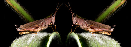 Locusts are arthropods well known for the damage they do to crops. These animals are characterized by having the body divided into head, thorax and abdomen and having three pairs of legs and a pair of antennae.の写真素材