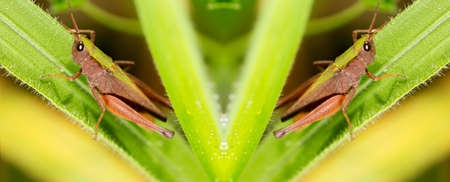 Locusts are arthropods well known for the damage they do to crops. These animals are characterized by having the body divided into head, thorax and abdomen and having three pairs of legs and a pair of antennae.の写真素材