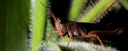Locusts are arthropods well known for the damage they do to crops. These animals are characterized by having the body divided into head, thorax and abdomen and having three pairs of legs and a pair of antennae.の写真素材
