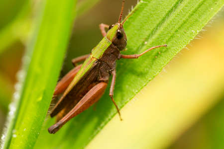 Locusts are arthropods well known for the damage they do to crops. These animals are characterized by having the body divided into head, thorax and abdomen and having three pairs of legs and a pair of antennae.の写真素材