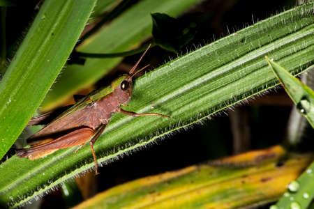 Locusts are arthropods well known for the damage they do to crops. These animals are characterized by having the body divided into head, thorax and abdomen and having three pairs of legs and a pair of antennae.の写真素材