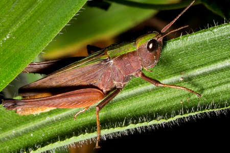 Locusts are arthropods well known for the damage they do to crops. These animals are characterized by having the body divided into head, thorax and abdomen and having three pairs of legs and a pair of antennae.の写真素材