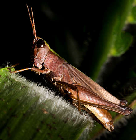 Locusts are arthropods well known for the damage they do to crops. These animals are characterized by having the body divided into head, thorax and abdomen and having three pairs of legs and a pair of antennae.の写真素材