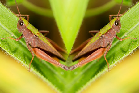 Locusts are arthropods well known for the damage they do to crops. These animals are characterized by having the body divided into head, thorax and abdomen and having three pairs of legs and a pair of antennae.の写真素材