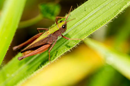 Locusts are arthropods well known for the damage they do to crops. These animals are characterized by having the body divided into head, thorax and abdomen and having three pairs of legs and a pair of antennae.の写真素材