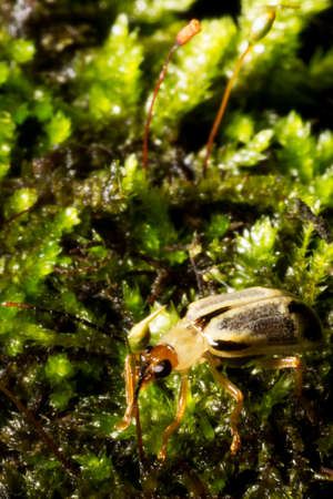 Striped cucumber beetle (Acalymma vittatum), which is found mainly east of the Mississippi River, and Acalymma trivittatum, which is found mainly west of the Mississippi.の写真素材