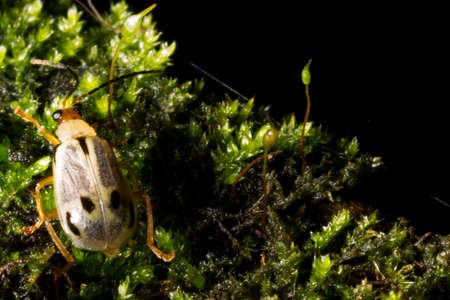 Striped cucumber beetle (Acalymma vittatum), which is found mainly east of the Mississippi River, and Acalymma trivittatum, which is found mainly west of the Mississippi.の写真素材