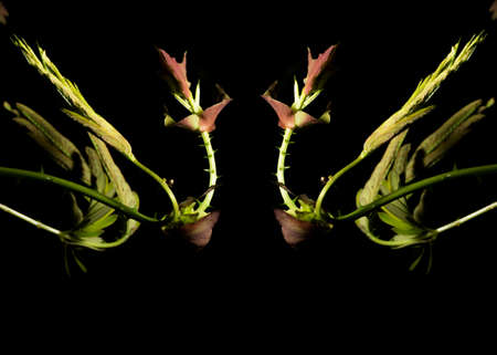 In botany, leaves are plant organs specialized in capturing light and exchanging gases with the atmosphere to carry out photosynthesis, transpiration, guttation and respiration.の写真素材
