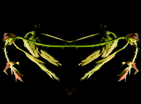In botany, leaves are plant organs specialized in capturing light and exchanging gases with the...