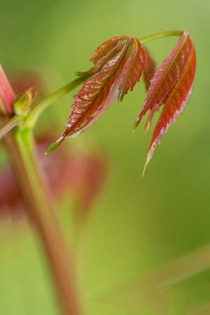 In botany, leaves are plant organs specialized in capturing light and exchanging gases with the atmosphere to carry out photosynthesis, transpiration, guttation and respiration.の写真素材