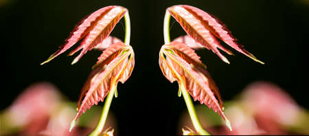 In botany, leaves are plant organs specialized in capturing light and exchanging gases with the atmosphere to carry out photosynthesis, transpiration, guttation and respiration.の写真素材