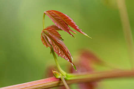 In botany, leaves are plant organs specialized in capturing light and exchanging gases with the atmosphere to carry out photosynthesis, transpiration, guttation and respiration.の写真素材