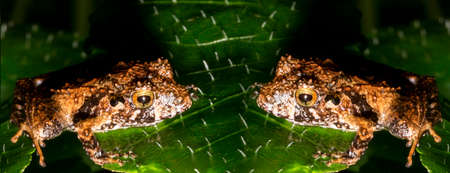 Pristimantis frog is a very large genus of frogs distributed in the southern Caribbean (Lesser Antilles) and Central and South America, from Honduras to northern Argentina and southern Brazil.の写真素材