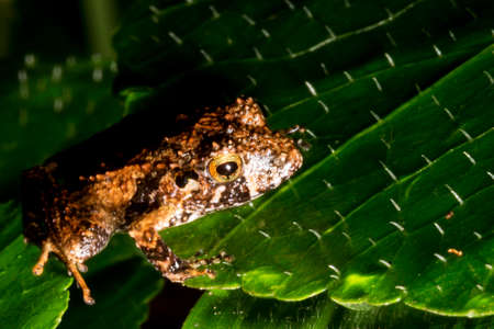 Pristimantis frog is a very large genus of frogs distributed in the southern Caribbean (Lesser Antilles) and Central and South America, from Honduras to northern Argentina and southern Brazil.の写真素材