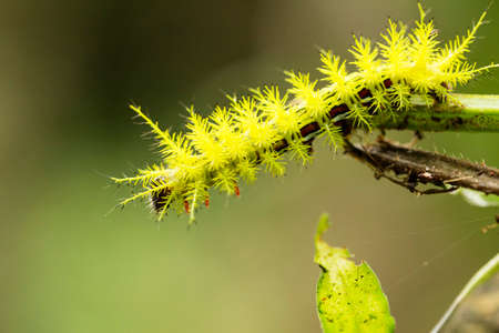 Taturana or elephant trunk, marandovÃ¡, maranduvÃ¡, embira, ambira, fireworm, puppy dog, burning bug, hairy bug, mandruvÃ¡ or mondrovÃ¡.の写真素材
