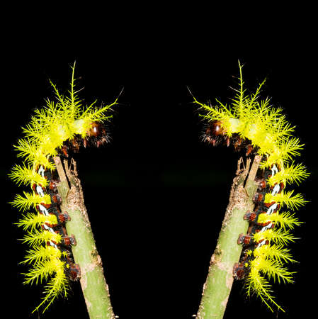 Taturana or elephant trunk, marandovÃ¡, maranduvÃ¡, embira, ambira, fireworm, puppy dog, burning bug, hairy bug, mandruvÃ¡ or mondrovÃ¡.の写真素材