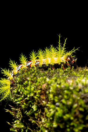 Taturana or elephant trunk, marandovÃ¡, maranduvÃ¡, embira, ambira, fireworm, puppy dog, burning bug, hairy bug, mandruvÃ¡ or mondrovÃ¡.の写真素材