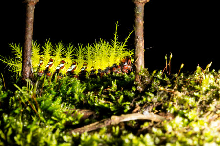 Taturana or elephant trunk, marandovÃ¡, maranduvÃ¡, embira, ambira, fireworm, puppy dog, burning bug, hairy bug, mandruvÃ¡ or mondrovÃ¡.の写真素材