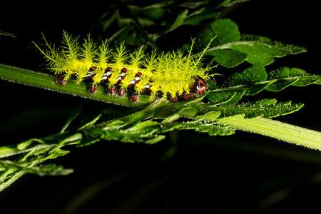 Taturana or elephant trunk, marandovÃ¡, maranduvÃ¡, embira, ambira, fireworm, puppy dog, burning bug, hairy bug, mandruvÃ¡ or mondrovÃ¡.の写真素材