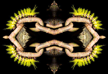 Taturana or elephant trunk, marandovÃ¡, maranduvÃ¡, embira, ambira, fireworm, puppy dog, burning bug, hairy bug, mandruvÃ¡ or mondrovÃ¡.の写真素材