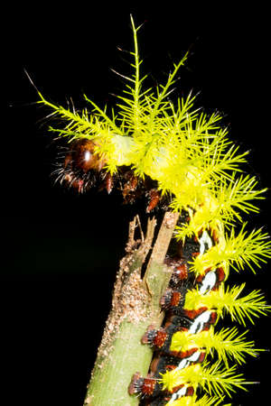 Taturana or elephant trunk, marandovÃ¡, maranduvÃ¡, embira, ambira, fireworm, puppy dog, burning bug, hairy bug, mandruvÃ¡ or mondrovÃ¡.の写真素材
