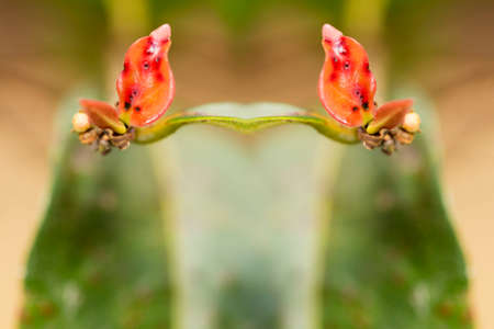 In botany, leaves are plant organs specialized in capturing light and exchanging gases with the atmosphere to carry out photosynthesis, transpiration, guttation and respiration.の写真素材