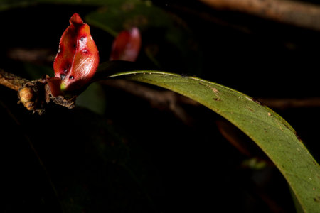 In botany, leaves are plant organs specialized in capturing light and exchanging gases with the atmosphere to carry out photosynthesis, transpiration, guttation and respiration.の写真素材