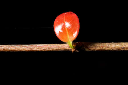 In botany, leaves are plant organs specialized in capturing light and exchanging gases with the atmosphere to carry out photosynthesis, transpiration, guttation and respiration.の写真素材