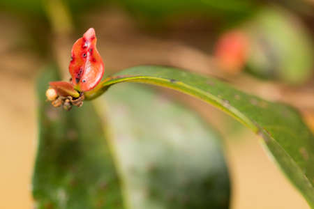 In botany, leaves are plant organs specialized in capturing light and exchanging gases with the atmosphere to carry out photosynthesis, transpiration, guttation and respiration.の写真素材