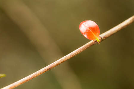 In botany, leaves are plant organs specialized in capturing light and exchanging gases with the atmosphere to carry out photosynthesis, transpiration, guttation and respiration.の写真素材