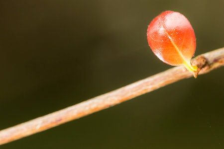 In botany, leaves are plant organs specialized in capturing light and exchanging gases with the atmosphere to carry out photosynthesis, transpiration, guttation and respiration.の写真素材