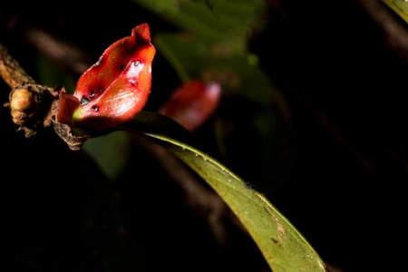 In botany, leaves are plant organs specialized in capturing light and exchanging gases with the atmosphere to carry out photosynthesis, transpiration, guttation and respiration.の写真素材