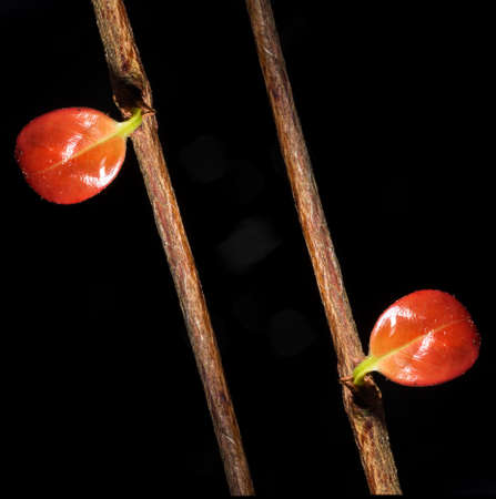 In botany, leaves are plant organs specialized in capturing light and exchanging gases with the atmosphere to carry out photosynthesis, transpiration, guttation and respiration.の写真素材