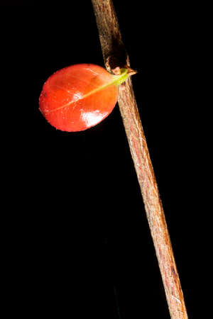 In botany, leaves are plant organs specialized in capturing light and exchanging gases with the atmosphere to carry out photosynthesis, transpiration, guttation and respiration.の写真素材