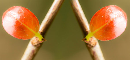 In botany, leaves are plant organs specialized in capturing light and exchanging gases with the atmosphere to carry out photosynthesis, transpiration, guttation and respiration.の写真素材