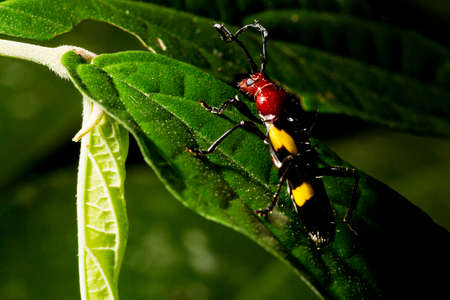 Stenygra beetle on green leaves. It is a genus of beetles in the family Cerambycidae, containing the following species.の写真素材
