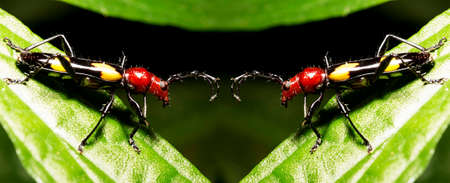 Stenygra beetle on green leaves. It is a genus of beetles in the family Cerambycidae, containing the following species.の写真素材