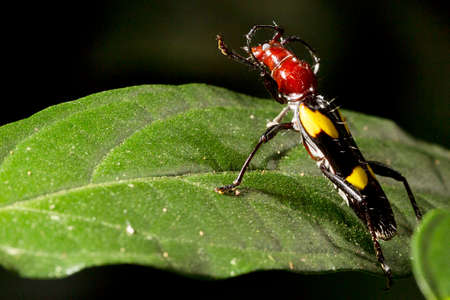 Stenygra beetle on green leaves. It is a genus of beetles in the family Cerambycidae, containing the following species.の写真素材