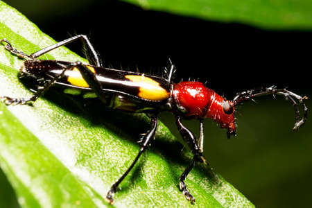Stenygra beetle on green leaves. It is a genus of beetles in the family Cerambycidae, containing the following species.ducts and everyday objects.の写真素材